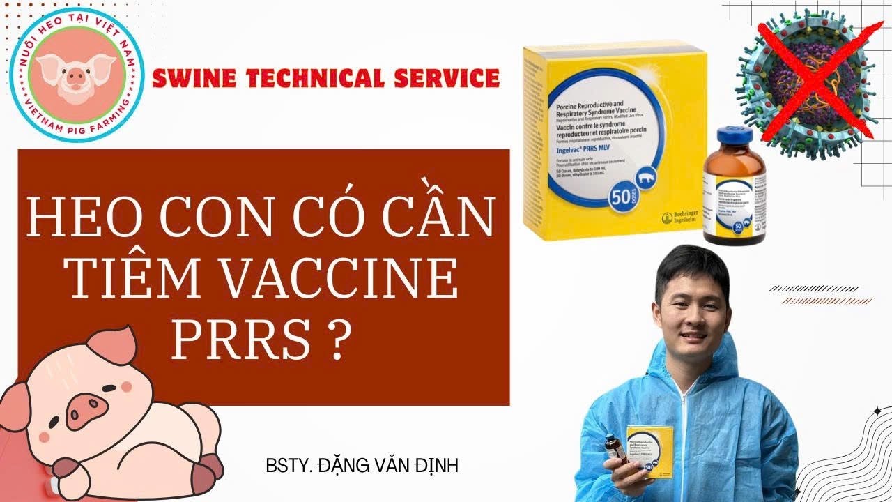 HEO CON CÓ CẦN TIÊM PRRS? VACCINE PRRS NÀO HIỆU QUẢ CHO TRẠI