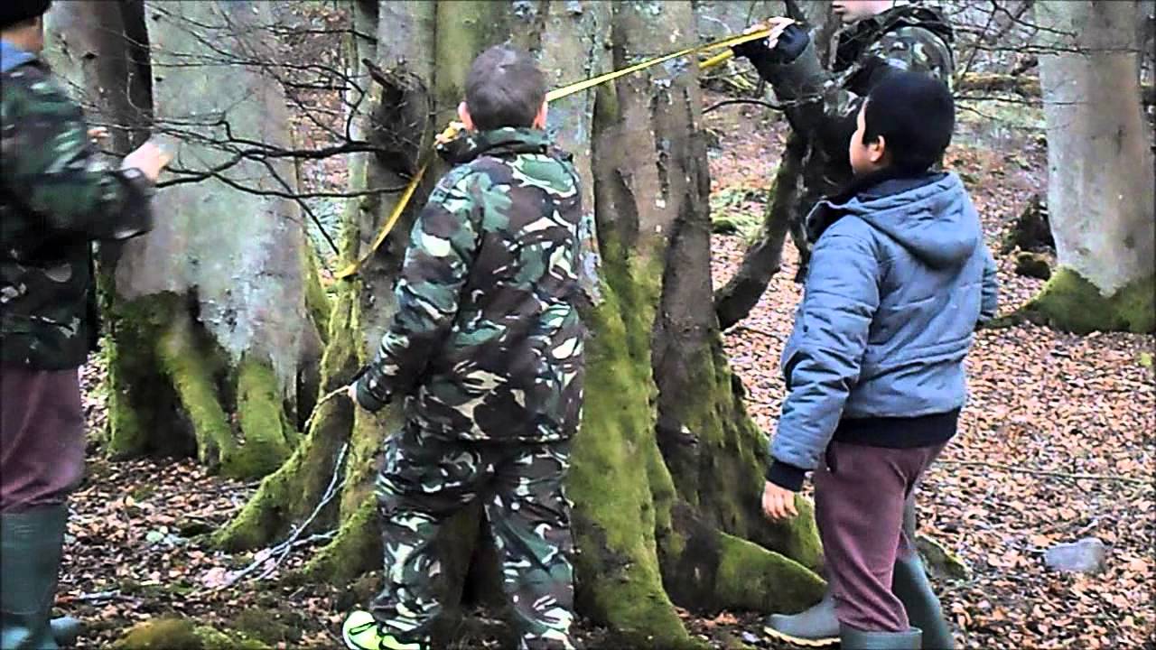 Track a Tree - February