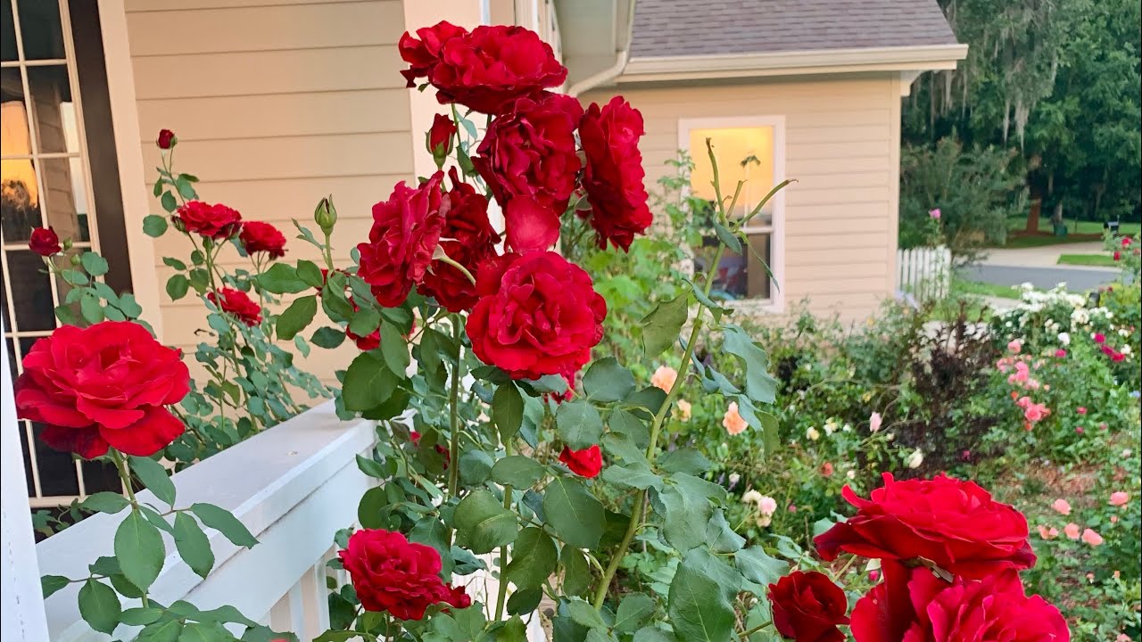Don Juan Climbing Rose - Deep Red huge clusters of blooms 