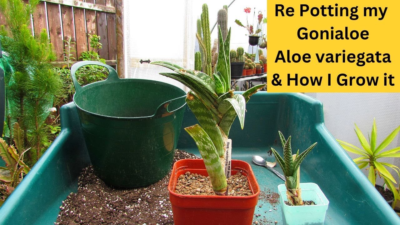 Re Potting my Gonialoe Aloe Variegata & How I Grow it #cactus #succulents
