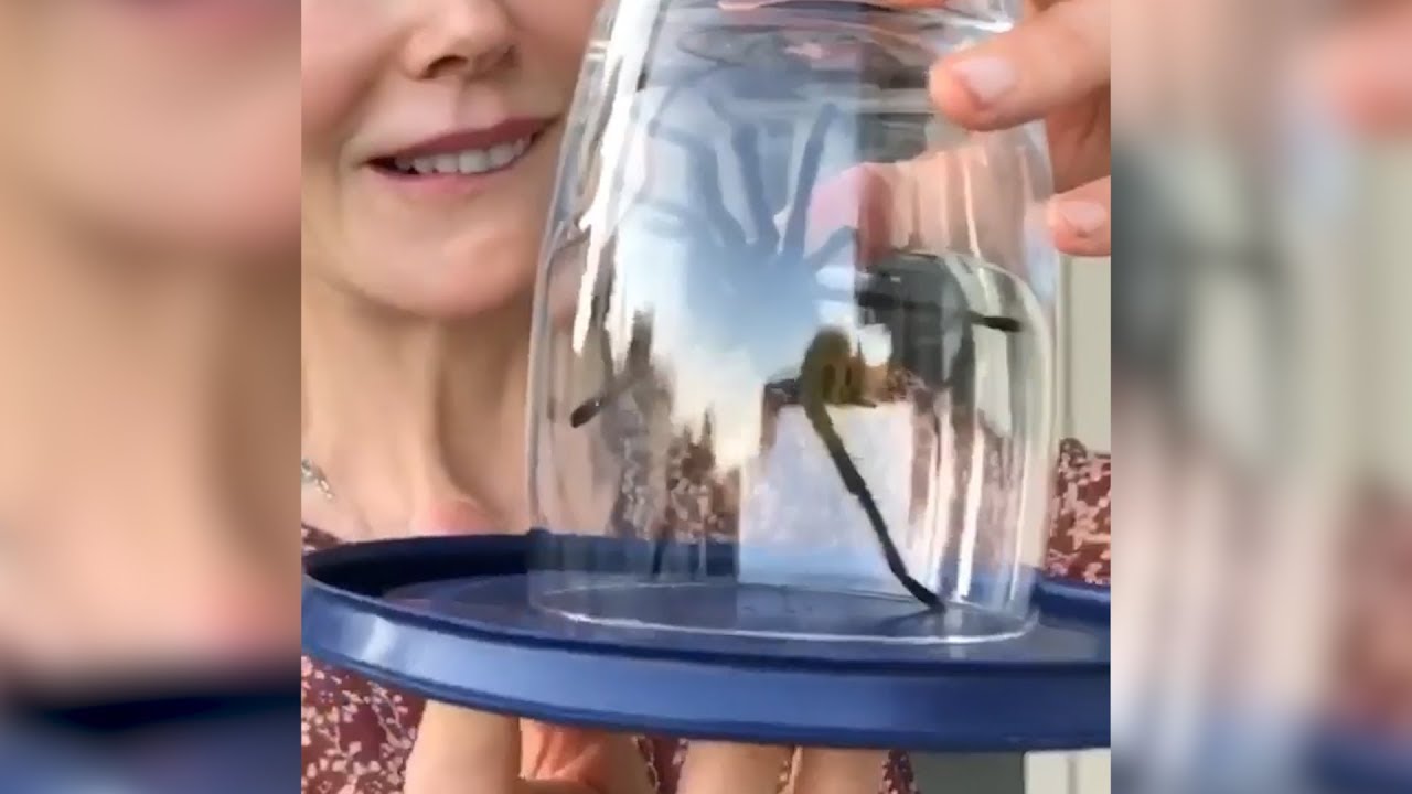 Nicole Kidman Hilariously Protects Her Horrified Kids from Massive Tarantula