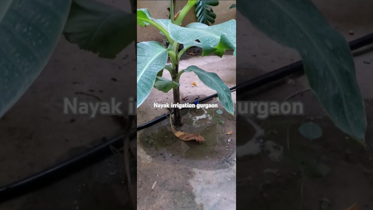 drip irrigation system new reels popular 