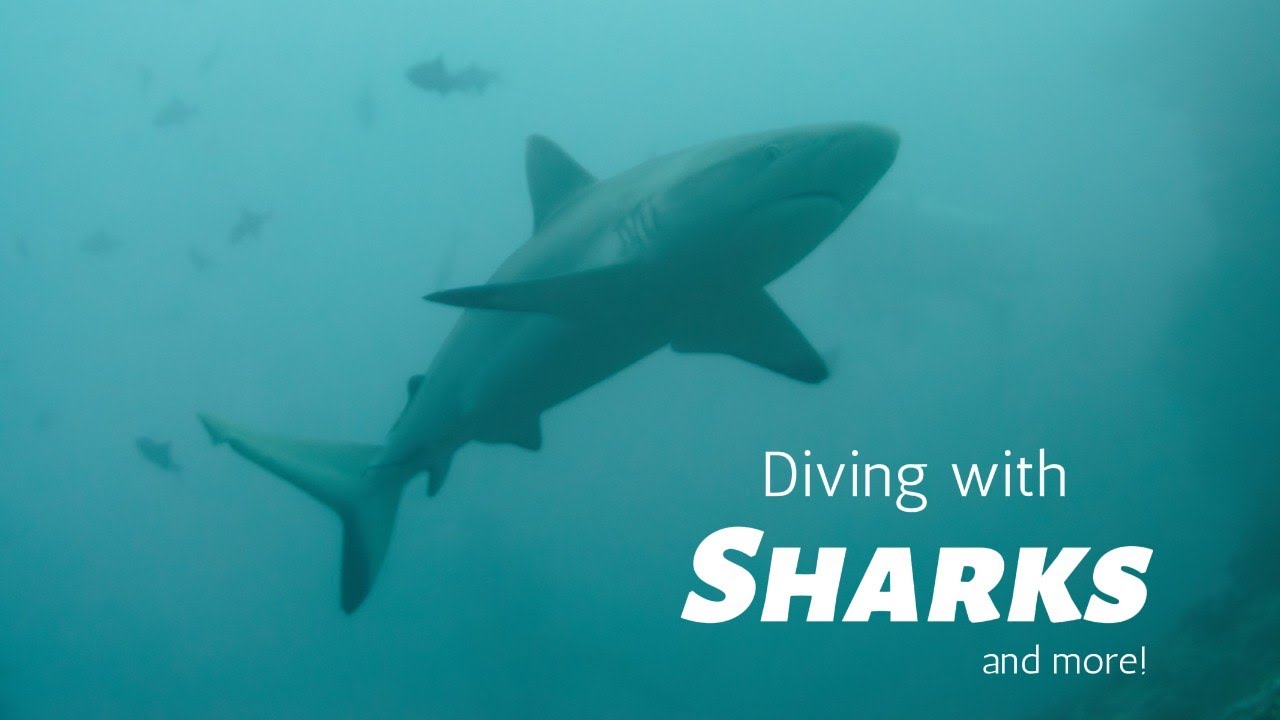 DIVE WITH SHARKS, TURTLES and MORE! Ari Atoll, Maldives [4K HDR]