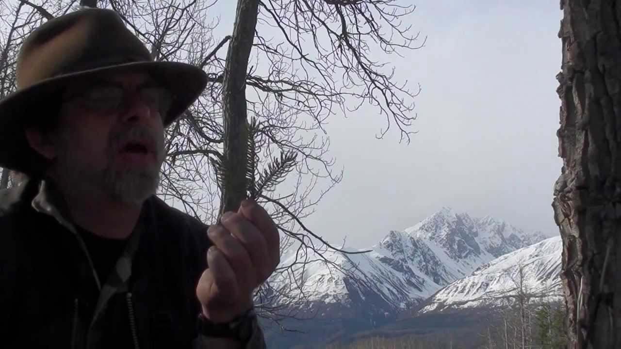 Backwoods Tree Tea - Spruce & Birch