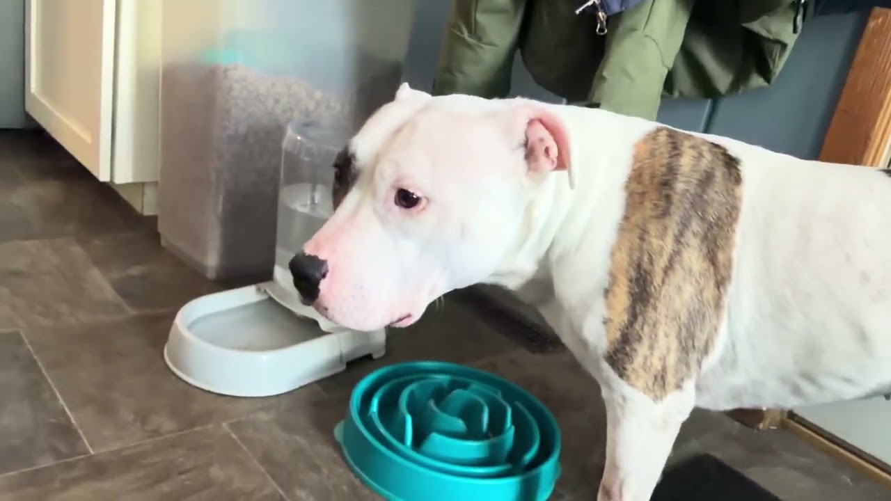 @SiouxEmpirePitRescue1 Ranch Dressing