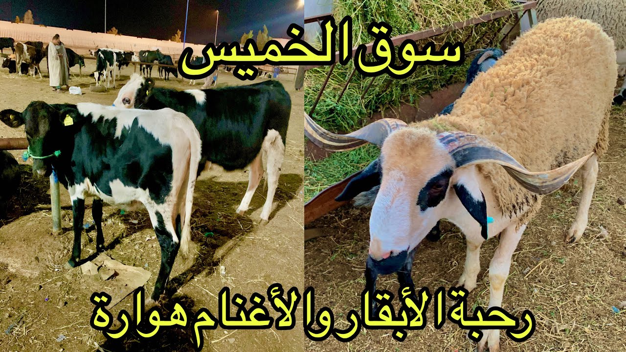 @أجي تشوفو أثمنة الخرفان والمعز والأبقار فالرحبة بمدينة أولادتايمة هوارة كولشي موجود الحمد لله