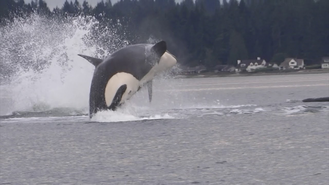 Orcas in the Wild Putting on an Amazing Show in Dyes Inlet, Bremerton WA.