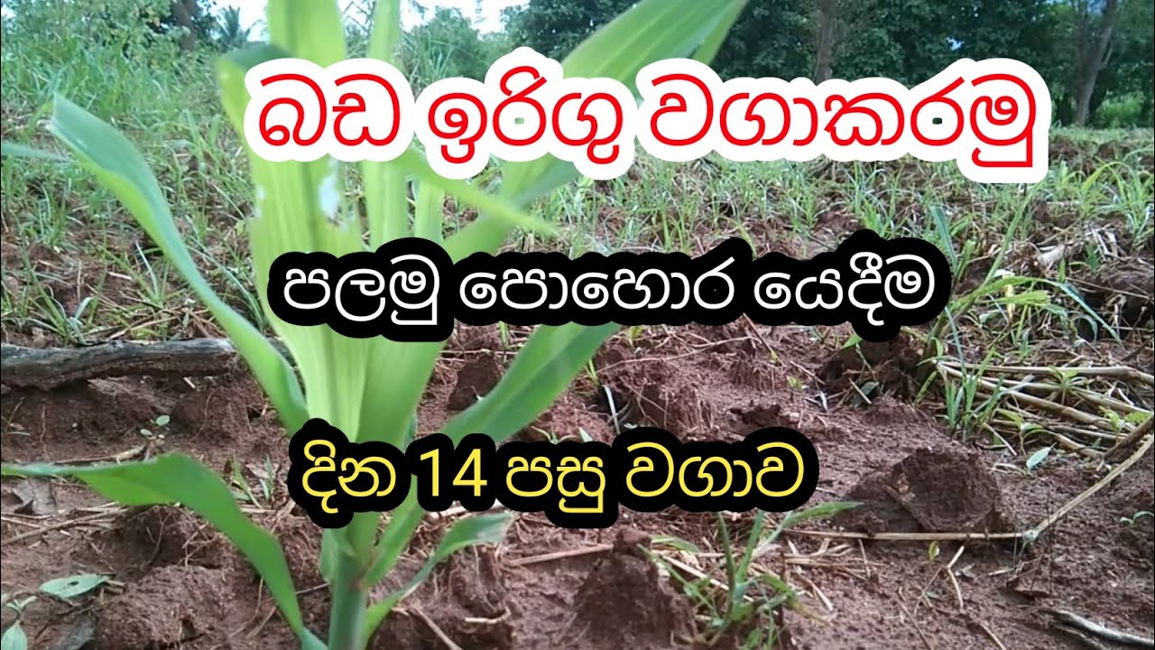 December 7, 2023slfarmers,බඩ ඉරිගු වගාව,Gt722,hybrid ,corn.cultivating ,after 14 days,දින 14 පසු,