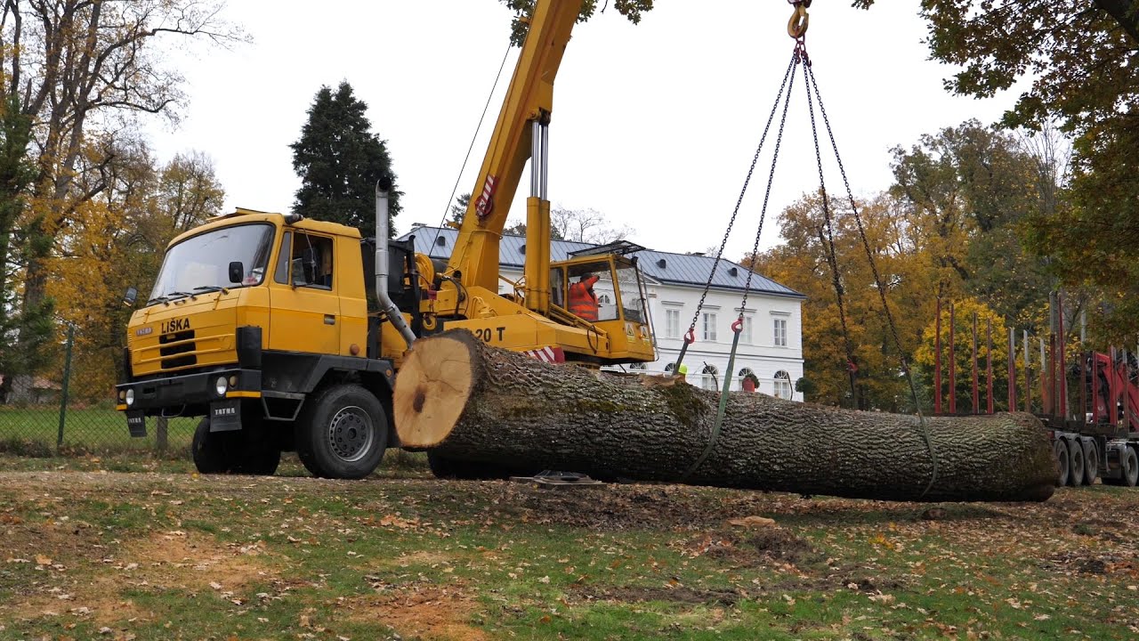 Vyvrácený dub z obory Schönwald poslouží ve Valašském muzeu v přírodě