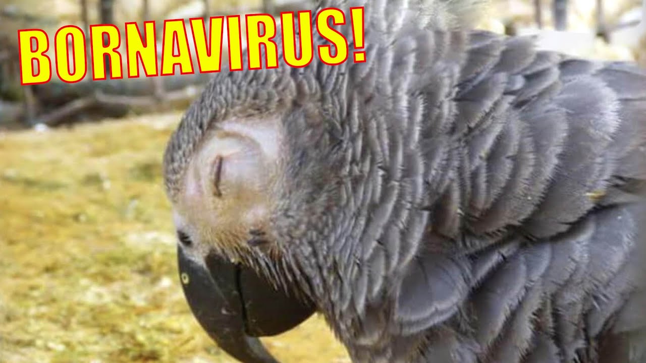 31 YEAR OLD African Grey DIES from AVIAN BORNAVIRUS!