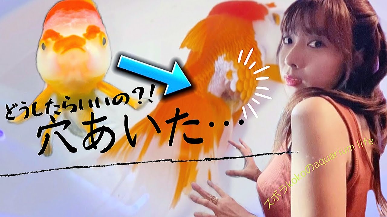 【37日後の奇跡】穴があいた金魚を助けることができるのか…｜gold fish｜アクアリウム｜金魚の病気｜