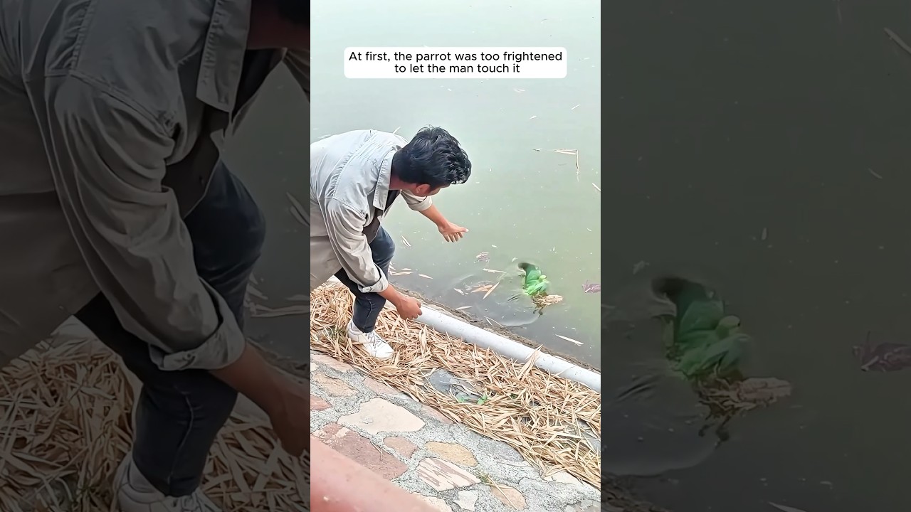 A kind couple rescued a parrot that fell into the water