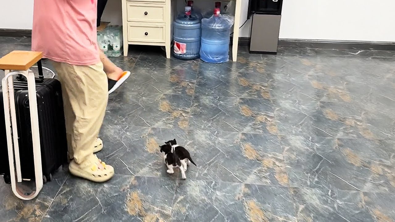 Коллега нашла двух котят, и мы всем офисом решили их приютить!
