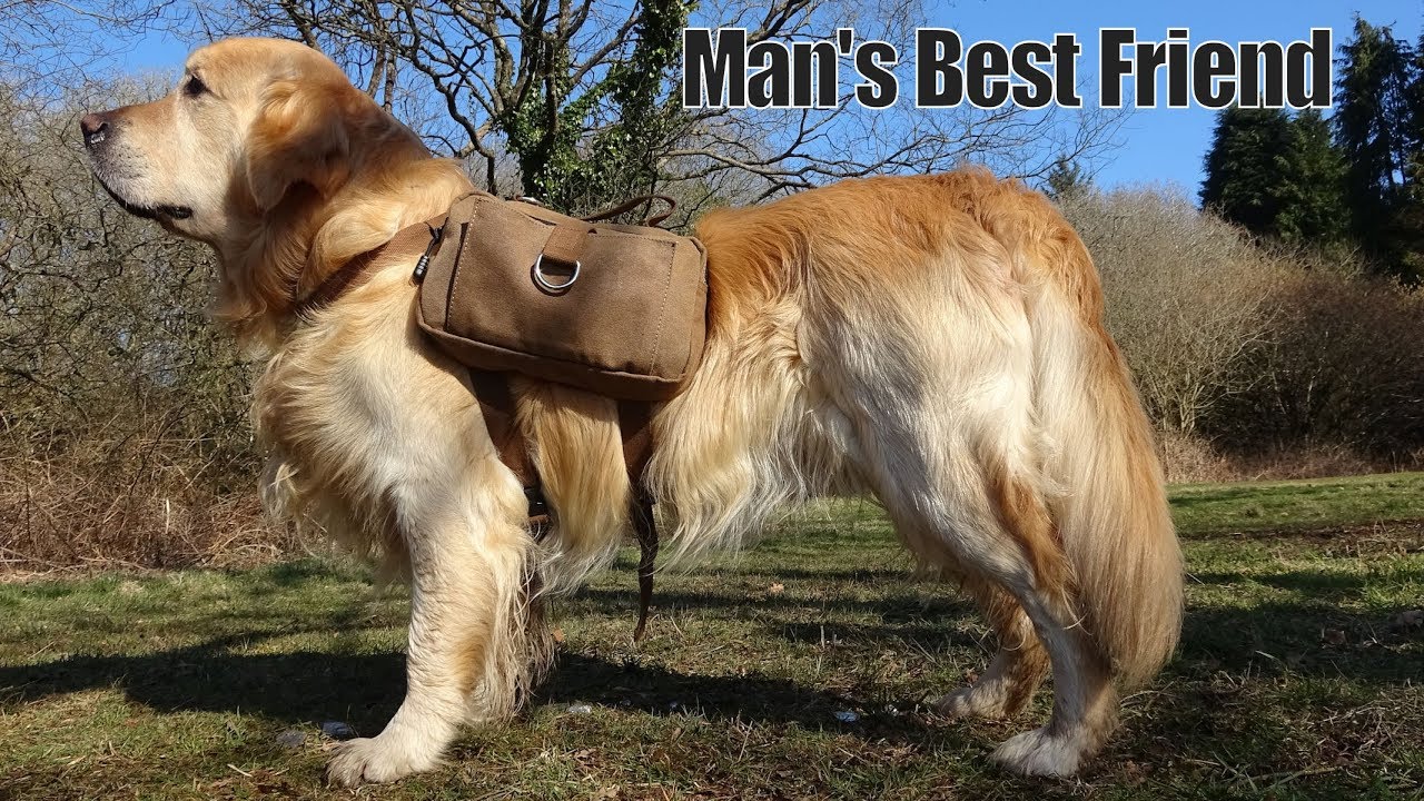 Best Outdoor Dog | Golden Retriever