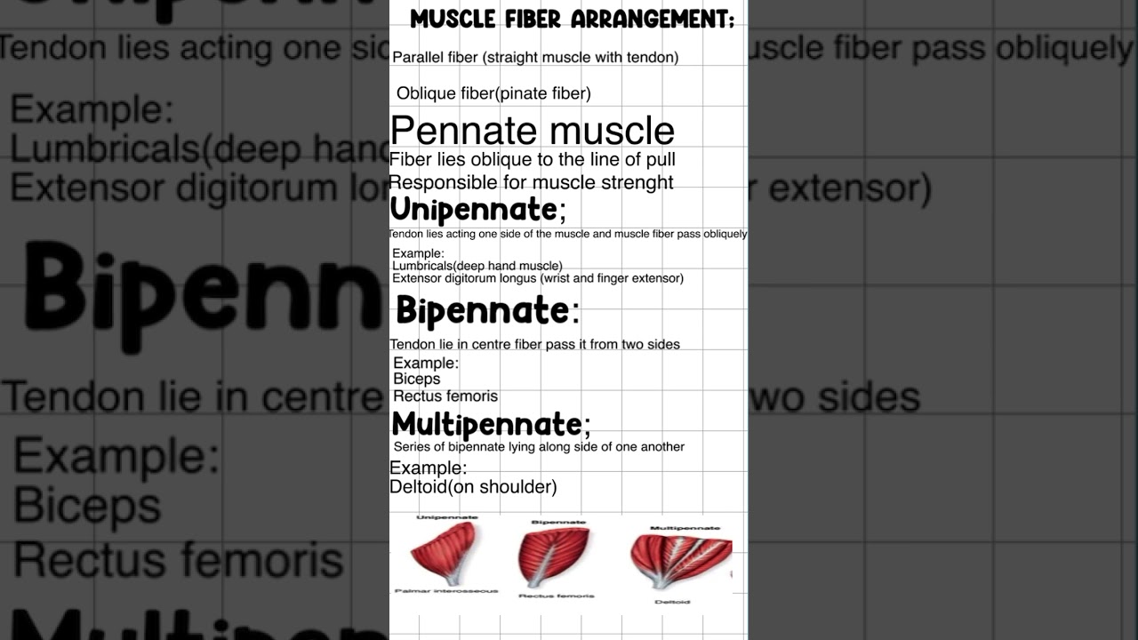 Pennate muscle #dpt #physiotherapy #ziauddinuniversity#physiotherapist #medicalstudent
