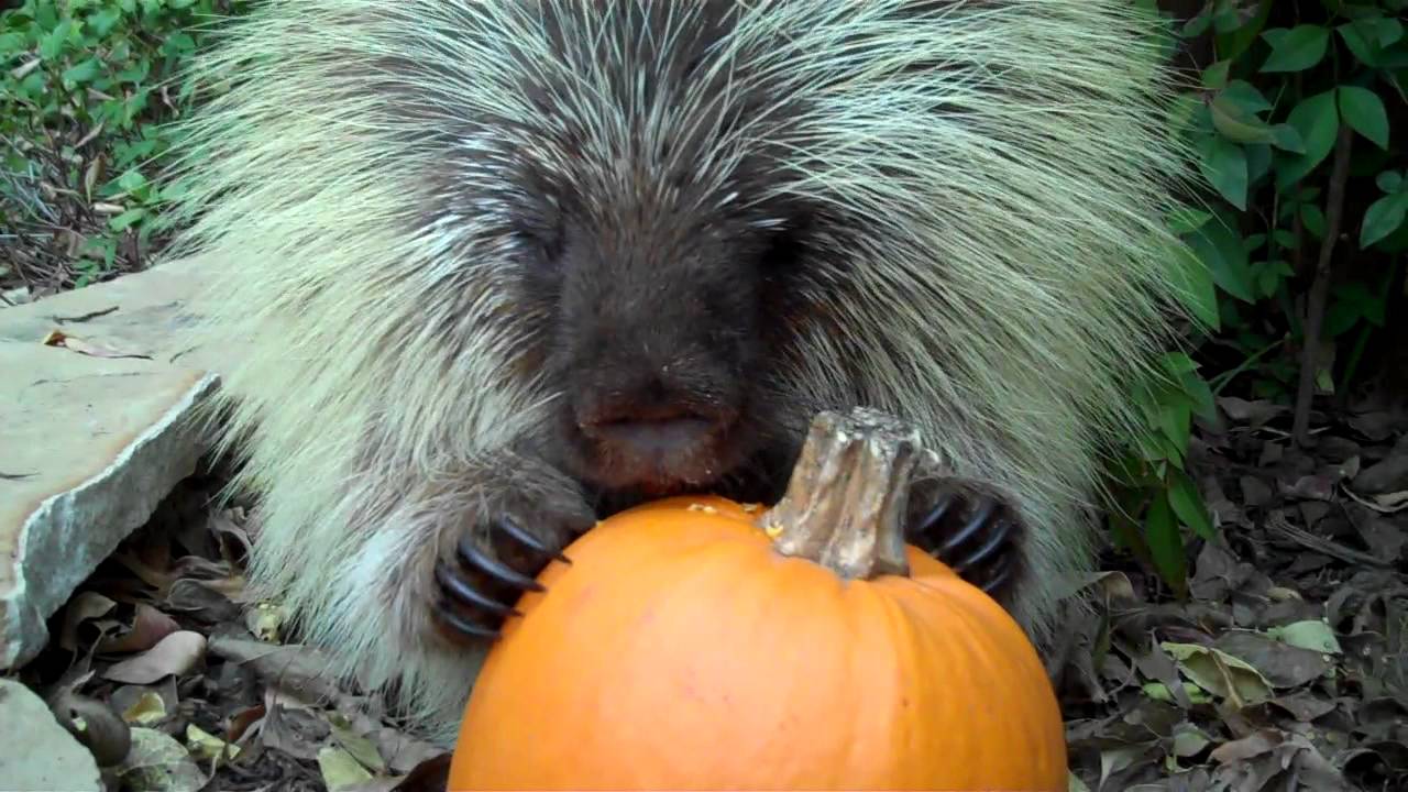Teddy Bear, the talking porcupine, likes pumpkin, too!