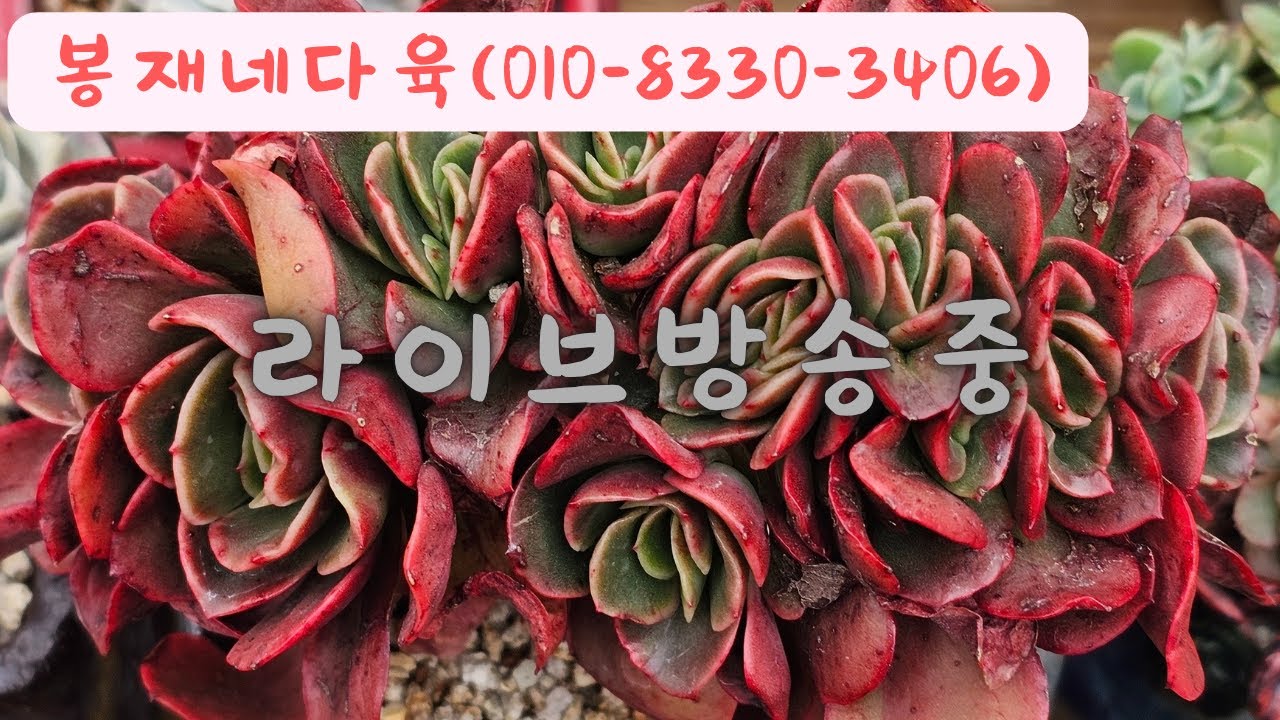 봉재네다육 