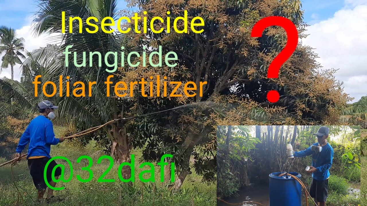 Anong insecticide, fungicide at foliar fertilizer ang gagamitin sa 32days