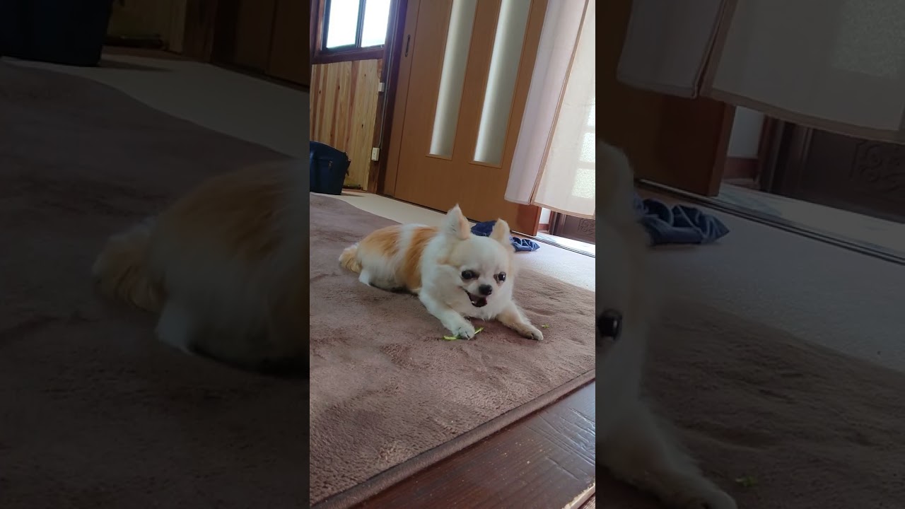 ながーーいアスパラを上手に食べる花子【2021年】