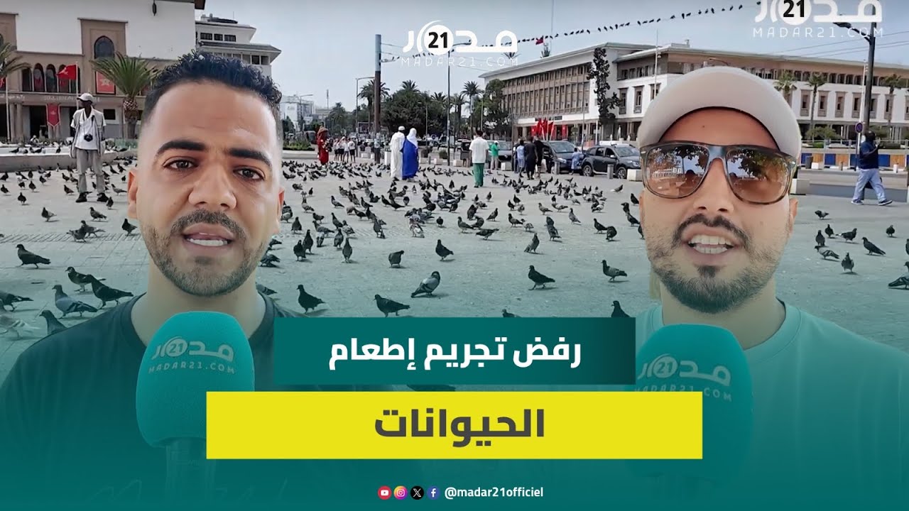 جمعيات الرفق بالحيوانات ترفض مشروع قانون منع إطعام الحيوانات الضالة: لايمكن تجريم إنقاذ الحيوانات