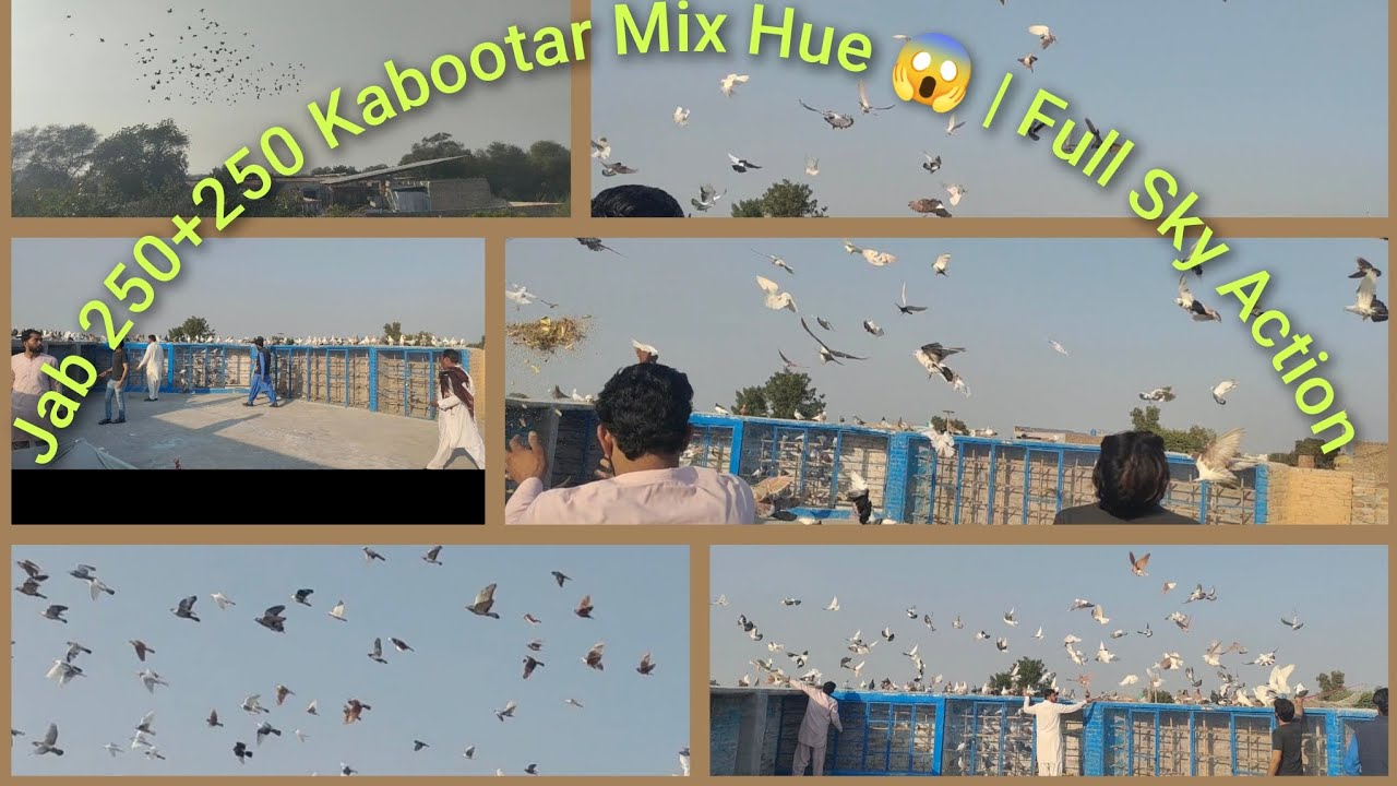 Aisa Manzar Pehle Kabhi Nahi Dekha 😱 | 500 Kabootar Ek Sath
