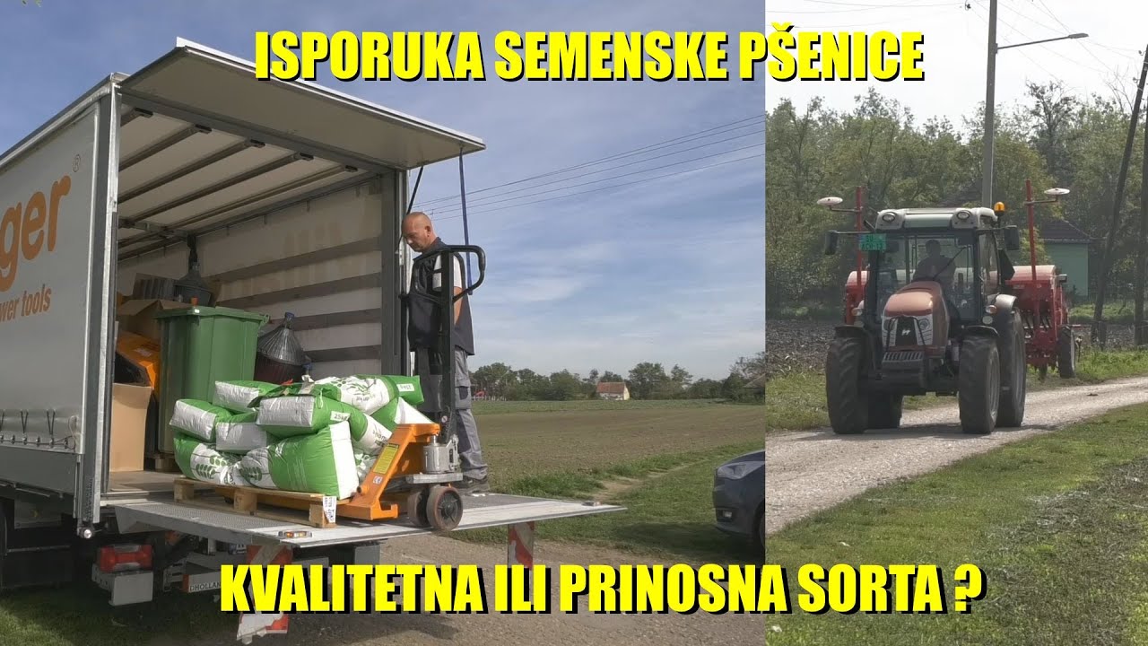 Iznenadjenje za ratare - DOBILI SEME P&Scaron;ENICE - kako odlučiti -prinosne naspram kvalitetnih sorti ??