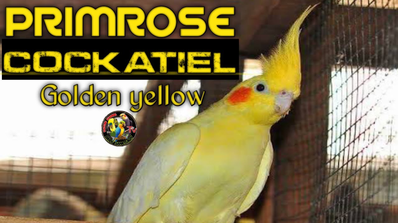 PRIMROSE COCKATIEL golden yellow l one of RARE mutations