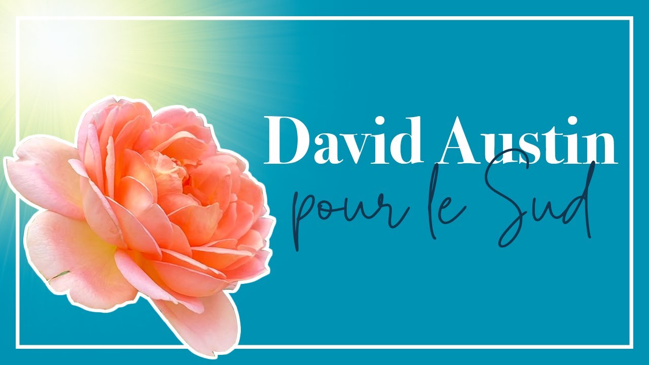 PAS PEUR du soleil brûlant: les meilleurs rosiers de David Austin pour un été CHAUD ET SEC!