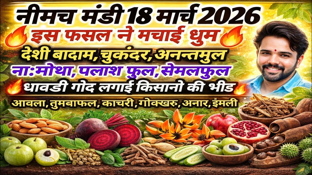 नीमच मंडी भाव। आज का औषधीय का भाव। औषधी भाव। Neemuch mandi bhav aushdhi bhav, irani akarkara bhav