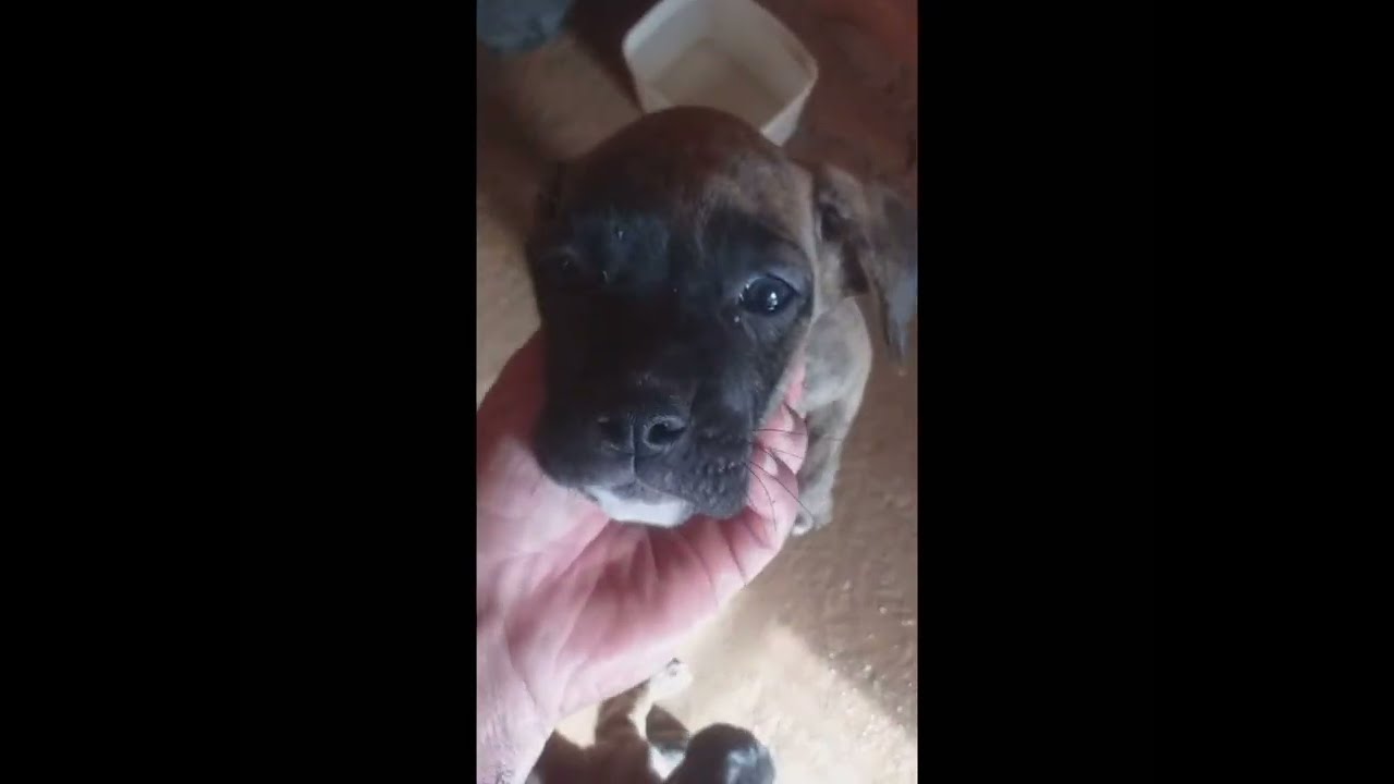 WMPCDOGBOXER 💪🐶Filhotes de boxer de guarda e proteção 