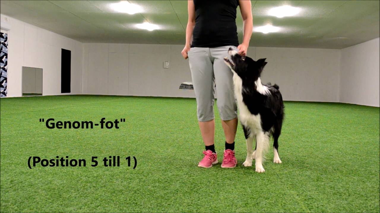 Övergångar HtM (Heelwork to Music)