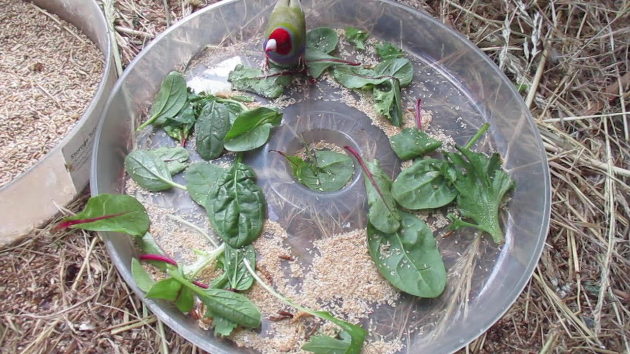 Feeding Greens Aviary Tamworth NSW Australia (Duri Village)