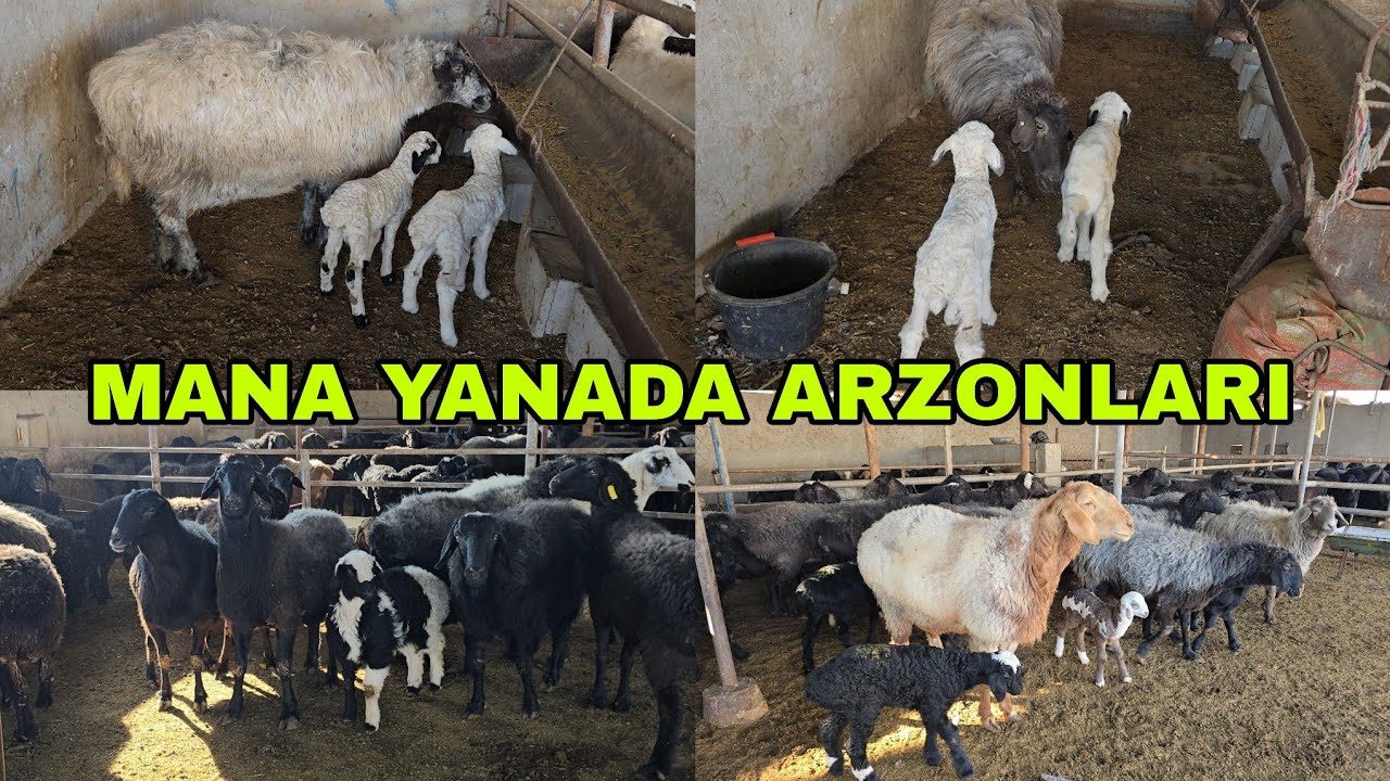1 chi martta Bexruz akadan egizchilar va bo'g'ozlar va ona qo'ylar марта 2026 г.