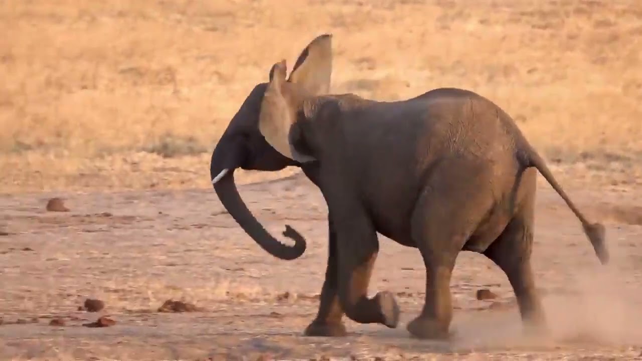 WILD TANZANIA   Ruthless nature and ancient tribes