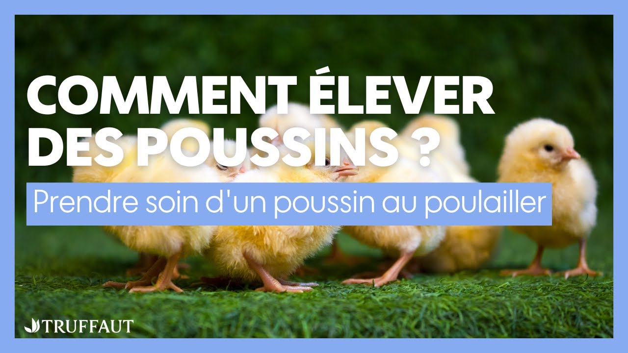 Comment élever des poussins ? Prendre soin d'un poussin au poulailler - Truffaut