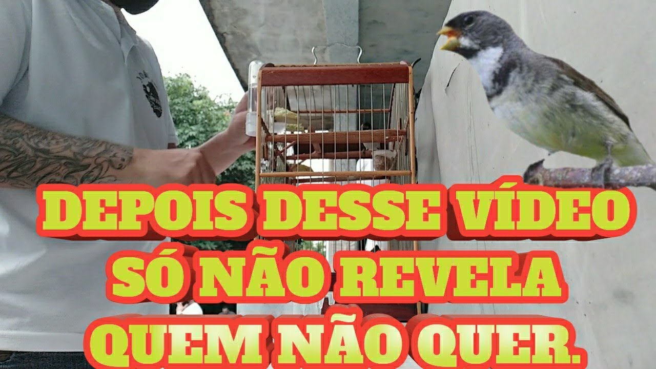 COMO LEVAR UM COLEIRO PELA 1° VEZ NO TORNEIO MOSTREI TUDO, E A REVELAÇÃO, SERÁ QUE CANTOU? 🤔
