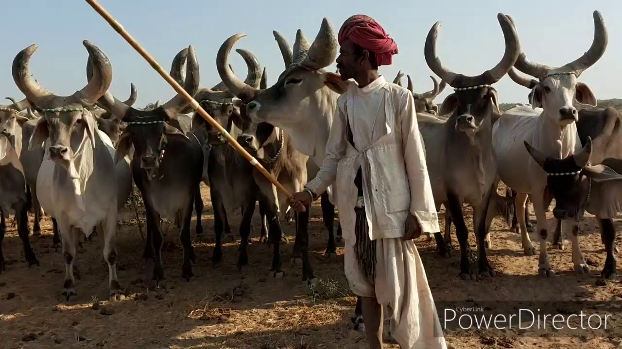 गुजरात की शान काकरेज गाय ।