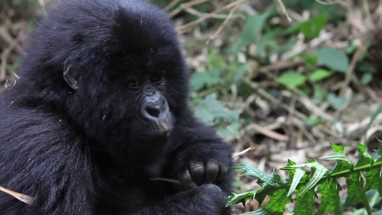 Into a Wilder Future  - The Frankfurt Zoological Society