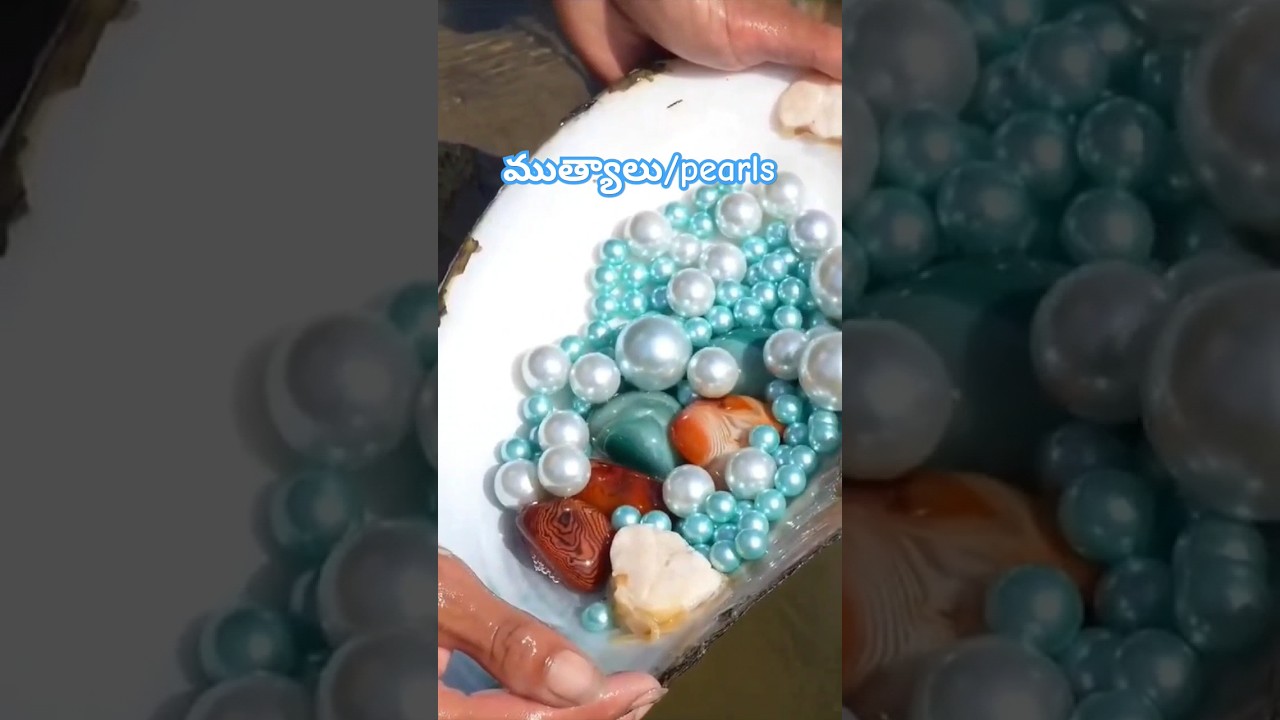 Bivalve cultivation #nature #shorts #bivalve #music #science #aquaculture #trending #cultivation