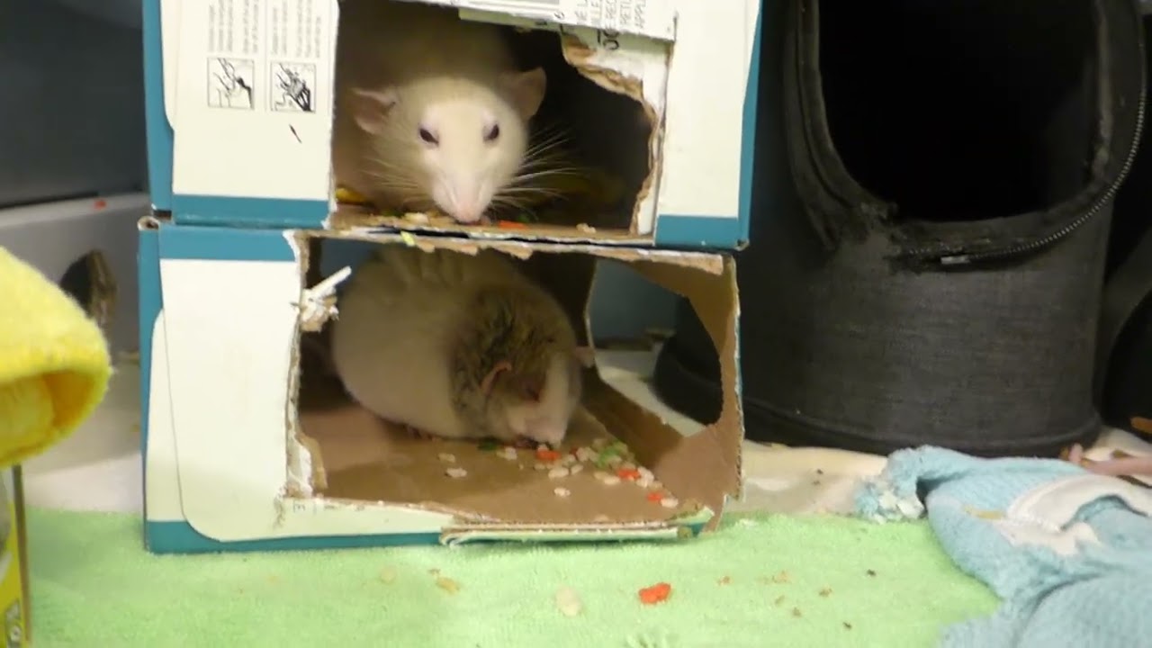 Thanks for the Krispies Grandma! P1040247