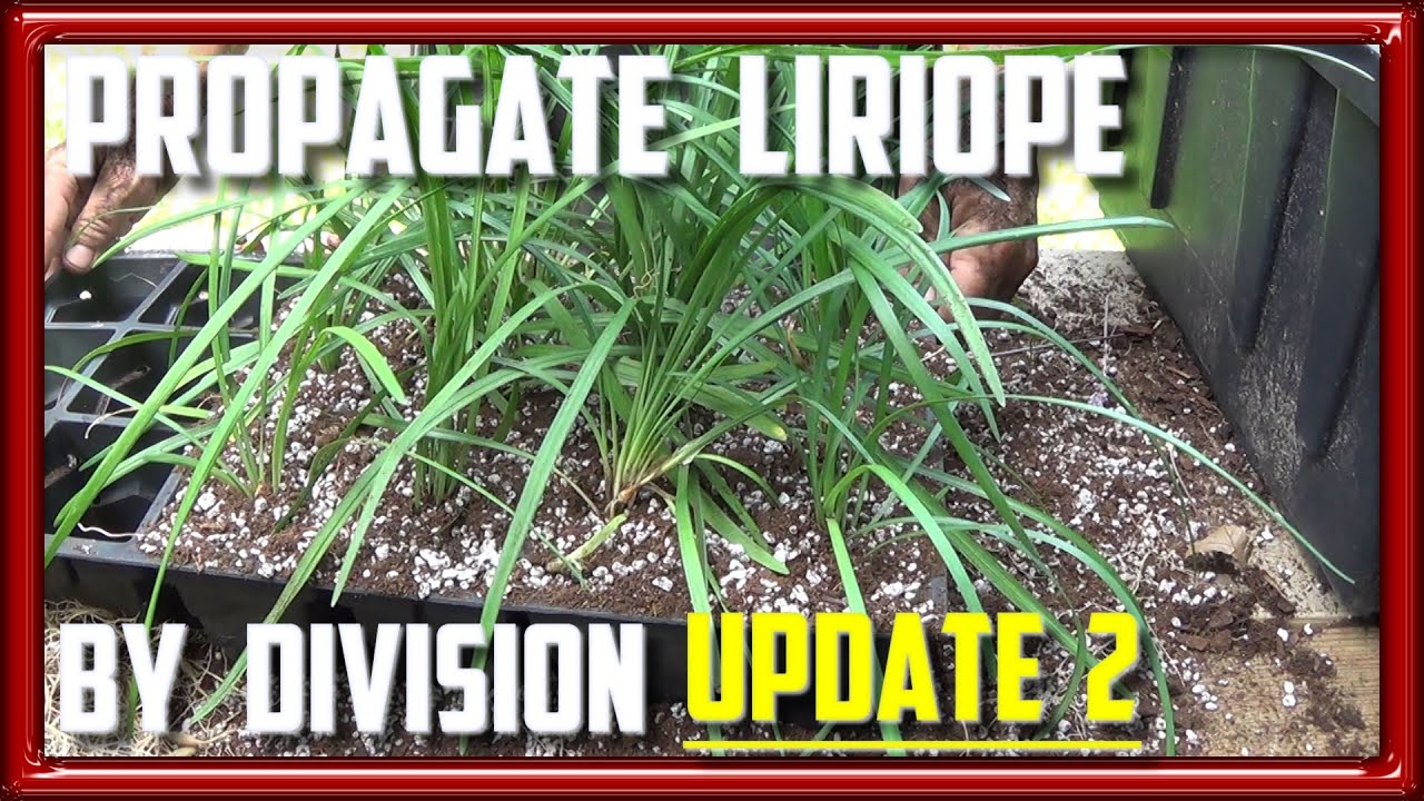 Propagate Liriope By Divison Update 2