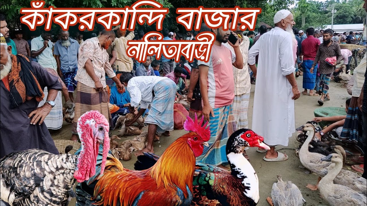 পাহাড়ি সীমান্তে দেশীয় হাঁস মুরগির হাট কাকরকান্দি বাজার নালিতাবাড়ী। 