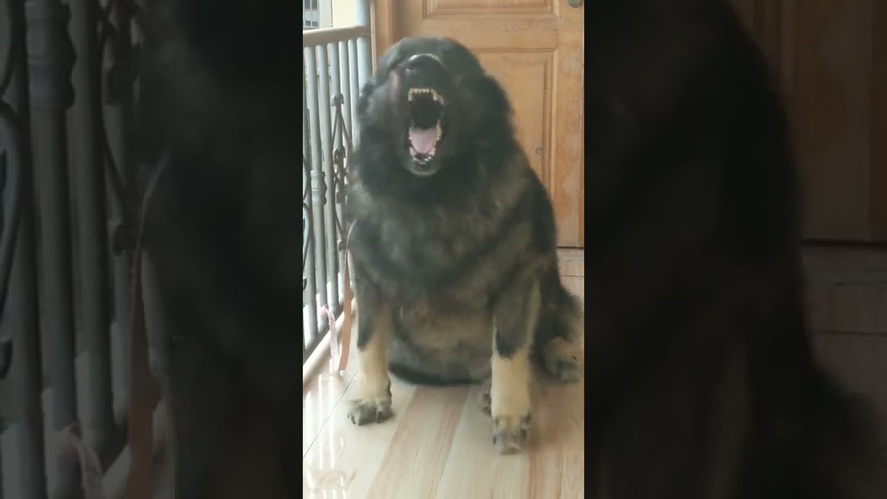 Caucasian Shepherd fierce barking