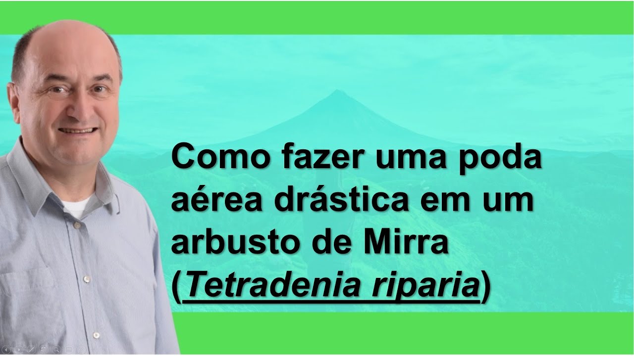 Poda da parte aérea da Mirra