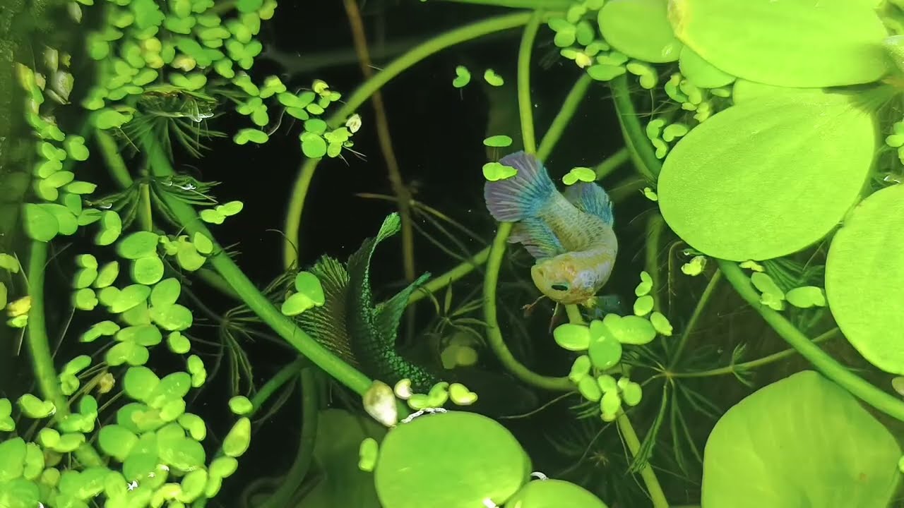 FEEDING VIDEO: betta sorority