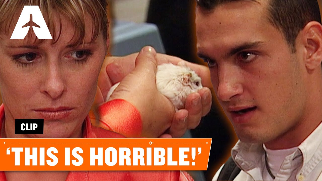 Live Hamster Causes Chaos at Airport Check-In | Airline S3 E6 | Clip