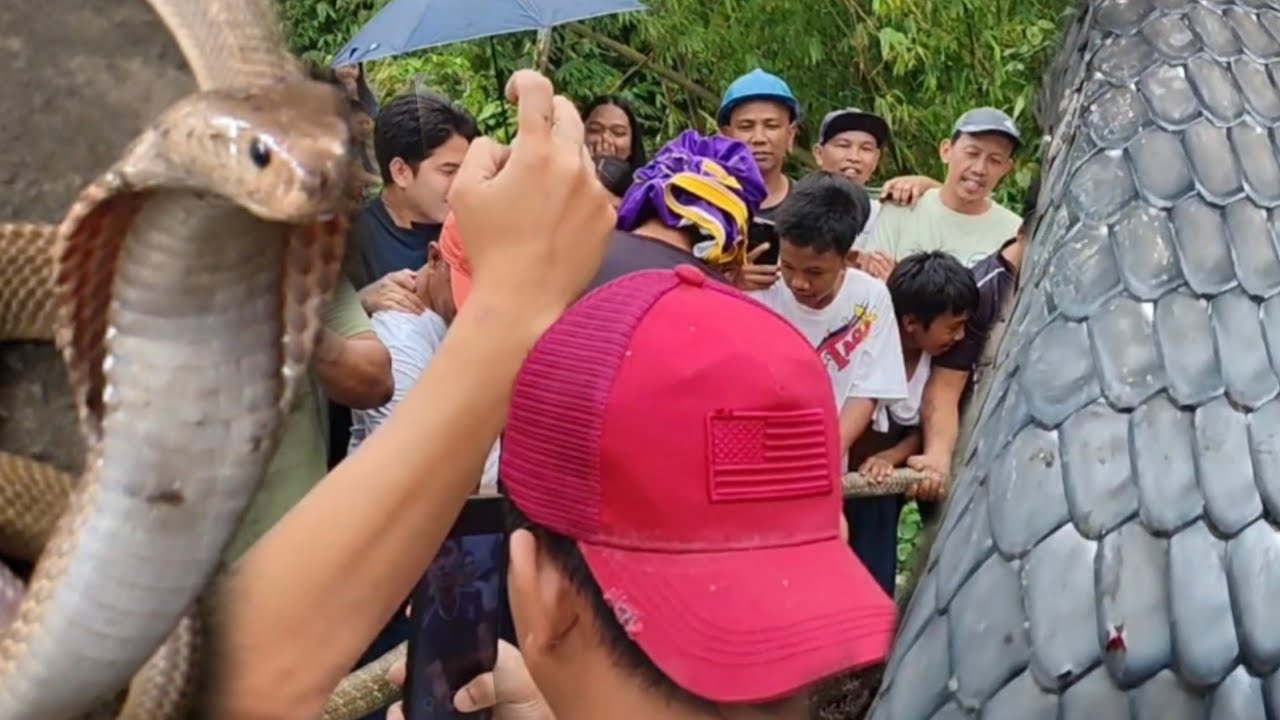 NAG KALAT NA COBRA SA ISANG KUMPANYA SA PANGASINAN 
