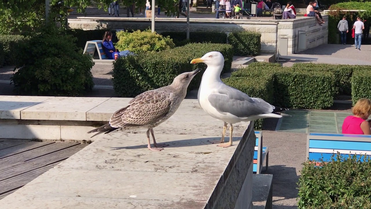 Tallinn Seagulls