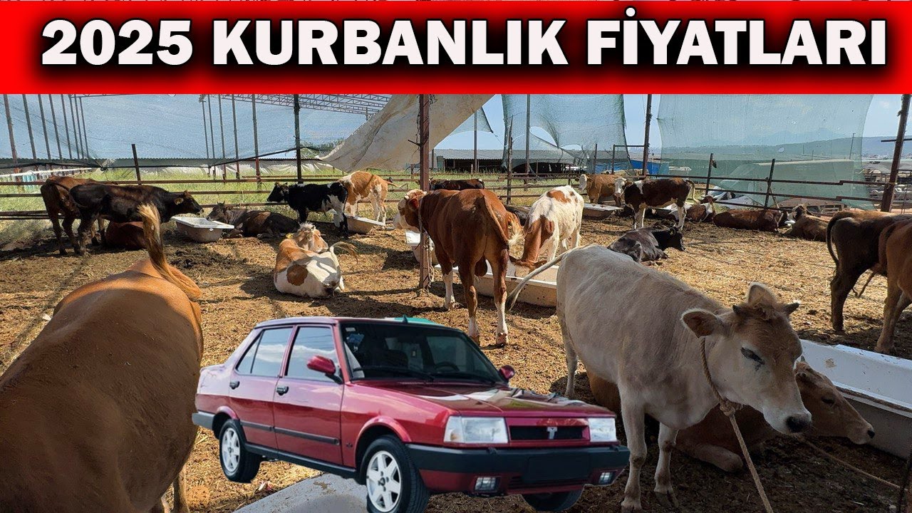 TOFAŞ FİYATINA KURBANLIK💯💯‼️‼️2025 KURBANLIK FİYATLARI 💯💯‼️‼️