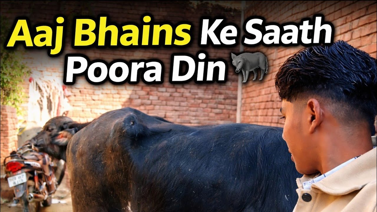 Aaj Bhains Ke Saath Poora Din 🐃 | Real Life Vlog